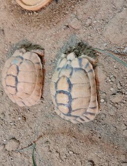 Ägyptische Landschildkröten - Burg Stargard