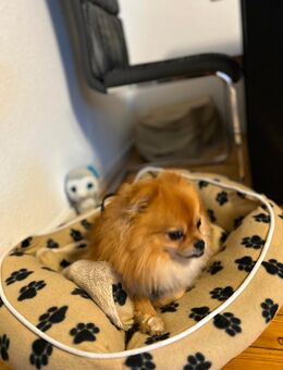 Hund Pomeranian - Hamburg