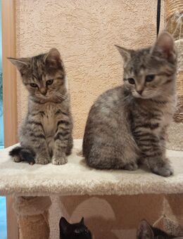 Süsse BKH Kitten abgabebereit - Goslar