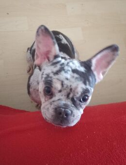 Zuckersüße französische bulldogge - Neunkirchen (Saarland)