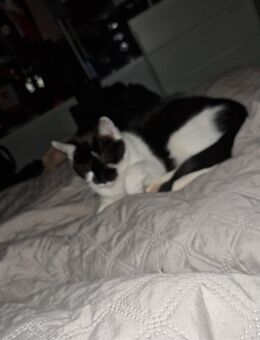 Liebevolle katze sucht ein schönes Zuhause - Erfurt