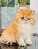 Perserkätzchen in 32278