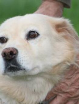 Goldie - sehr lieb u. verschmust - Lohra