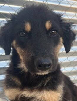 Philea-Noemi, geb.ca.08/25, GRIECHENLAND - Euskirchen