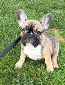 Französische Bulldogge Welpen / Bullys - Neuenkirchen-Vörden
