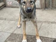 Agile Yodaa sucht ihre Menschen, 58 cm - Berlin