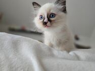 Ragdoll Kitten - Magstadt