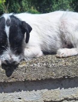 LOLA 3 sucht Zuhause - Gefrees