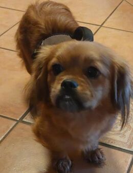 Einmalige Elli - Berlin