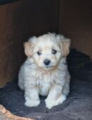 Maltipoo mix Rüden in 79418
