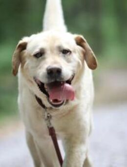 Luke sucht ein Zuhause - Pirmasens