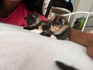 Baby kitten zu verkaufen - Marl (Nordrhein-Westfalen)