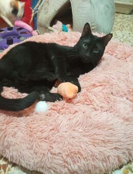 Lackfellchen Simon (ALO) - Geisenheim