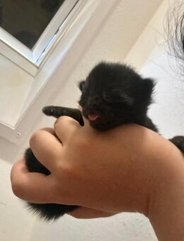 kitten zuverkaufen ab der 12ten Woche - Vaihingen (Enz)