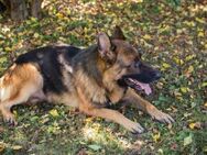 LOBO - am liebsten in ruhiger Umgebung - Overath