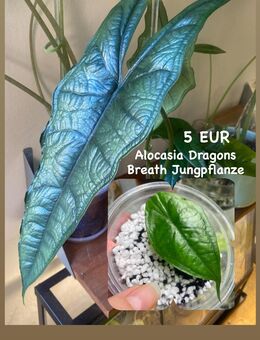 Alocasia Dragons Breath Jungpflanze - Berlin Friedrichshain-Kreuzberg