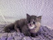 Perser kitten suchen einen neuen kuschelplatz - Barby (Elbe) Pömmelte