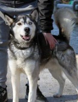 Medox - menschenbezogener Husky - Marktleugast