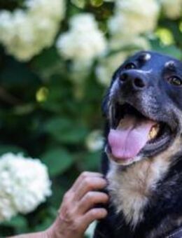 Junior - verspielter Gentleman - Berlin