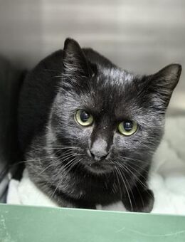 Süsser schwarzer Panther 6 Monate - Stelle