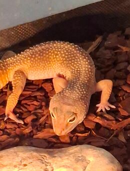 Leopardgeckos - Duisburg
