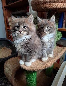 Maine Coon Kätzchen 12 Wochen alt - Höchenschwand