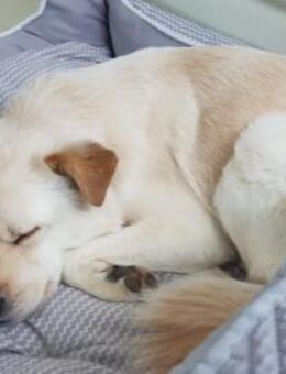 Porthos wünscht sich ein Zuhause!♥ - Ebstorf (Klosterflecken)