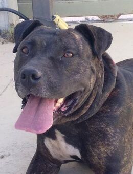 NIEBLA - sehr sozial & menschen bezogen - Kempen