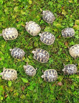 Griechische Landschildkröten Nachzuchten 2025 - Netphen