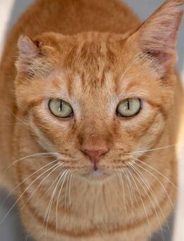 Schmusekater Van Gogh sucht Kuschelort - Bad Camberg