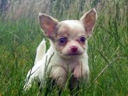 Zuckersüsse XXS Mini Chihuahua Welpen 12Wo. in Sonderfarben Blue-Tan Merle Schokomerle mit Startpaket! - Birstein