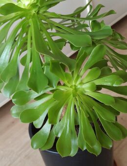 Aeonium, Sukkulente - Berlin