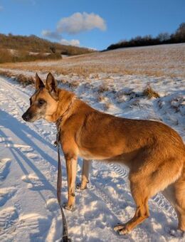 ‼️Herz in NOT = RUBY 🆘🆘🆘 - München