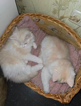 Perser mix Kater - Niederkrüchten