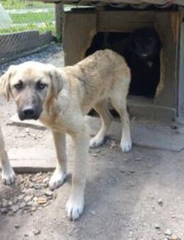 LYANNA sucht geduldige Menschen - München