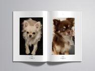 Chihuahua Reinrassig langhaar Wurfankündigung - Verl