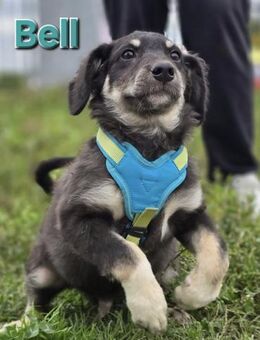 Bell♥️ - Kissing