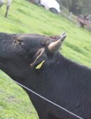 WagyuSTIER in 84419