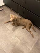 Labrador Carlos in 44789