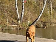 Labrador-Schäferhund-Mischling Welpe (5 Monate) abzugeben – Rüde, geimpft, entwurmt - Augsburg