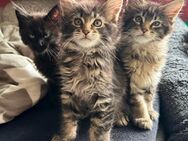 XXL Maine Coon kitten mit Stammbaum - Lindenberg (Allgäu) Zentrum