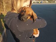 Unsere wunderschönen Rhodesian Ridgeback Welpen sind da - Nienhagen (Niedersachsen)