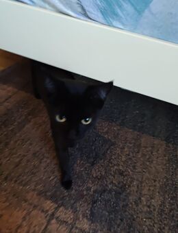 Wunderschöne pechschwarze Katze mit weißem Latz ❤️❤️❤️ - Südlohn