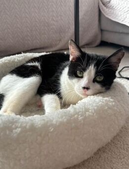 Handicap Kater Vinny - Grevenbroich