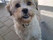 Lady - Traumhund sucht Top-Zuhause - Grömitz