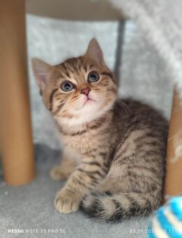 BKH Kitten - Altenstadt (Hessen)