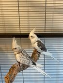 Nymphensittich Pärchen in 8037