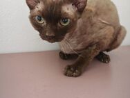 Kleiner Kater - Niederbachheim