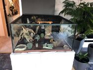 Terrarium mit 6 Leopardengeckos - Wulkenzin