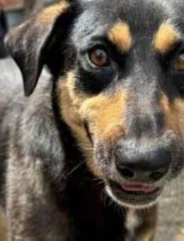 Ginger, die Geniesserin 🐾 - Elsdorf (Nordrhein-Westfalen)